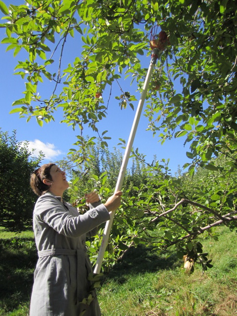 high altitude apple harvesting